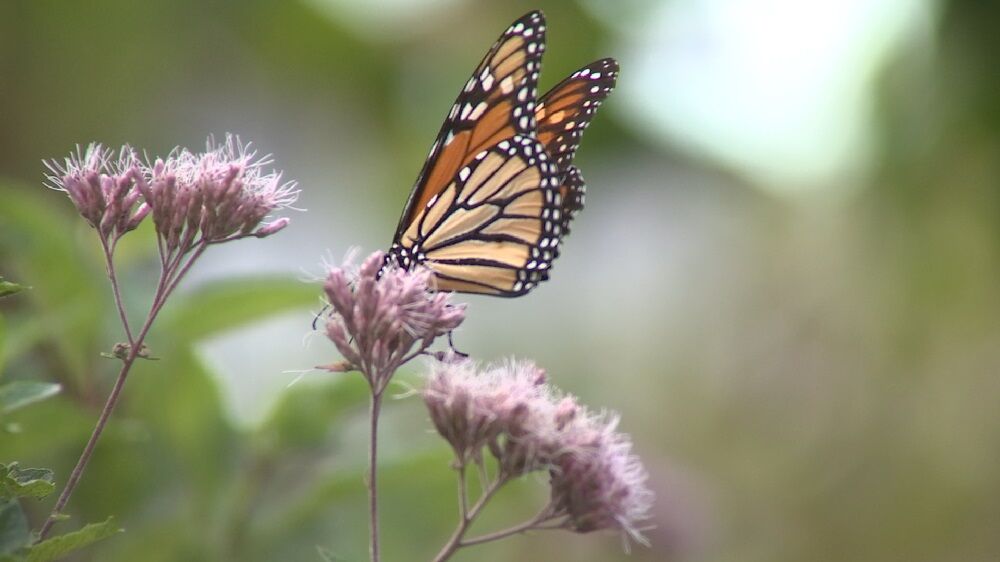 Monarch butterflies making their way through Oklahoma